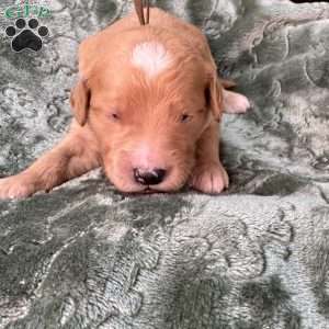 Tank, Mini Goldendoodle Puppy